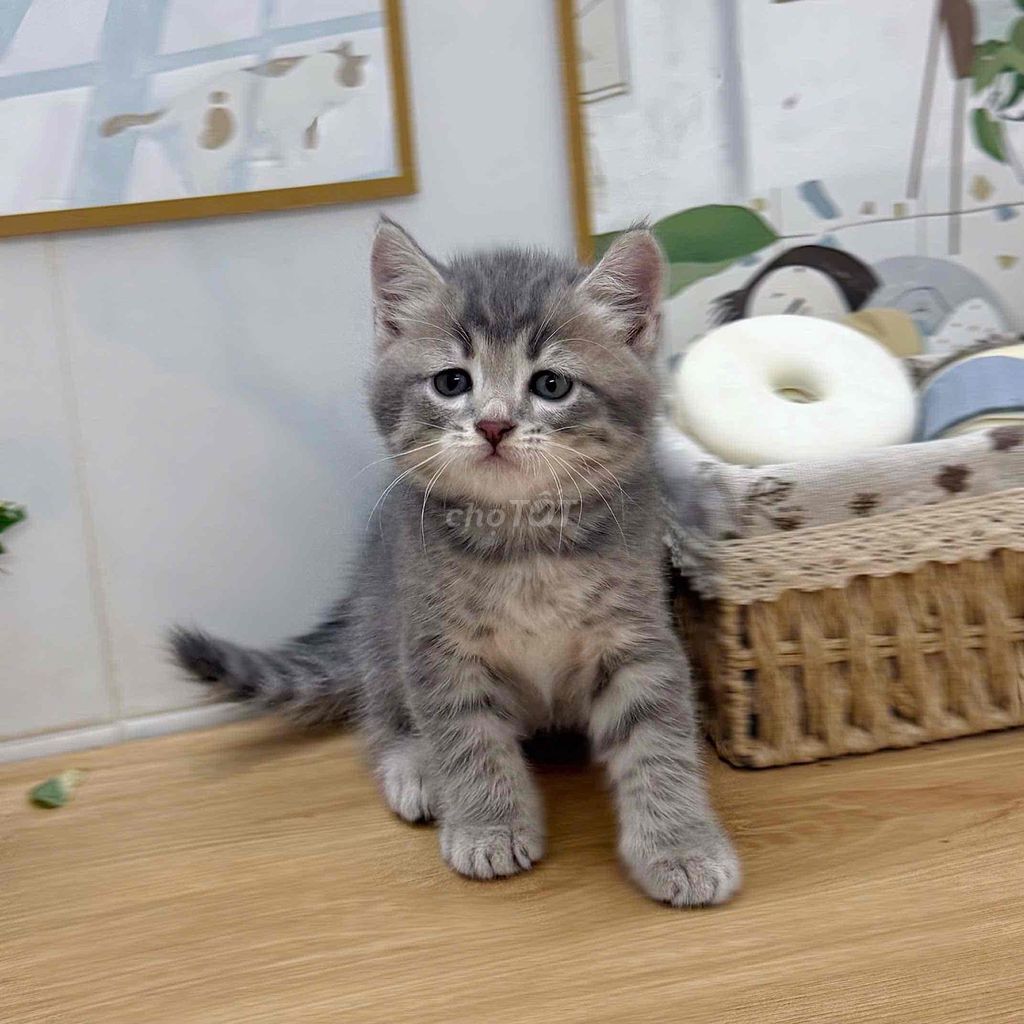 Mèo Anh thuần Quận 4. Mua bán Mèo tại Quận 4 Tp Hồ Chí Minh được đăng bởi GaDu Cat hình 1