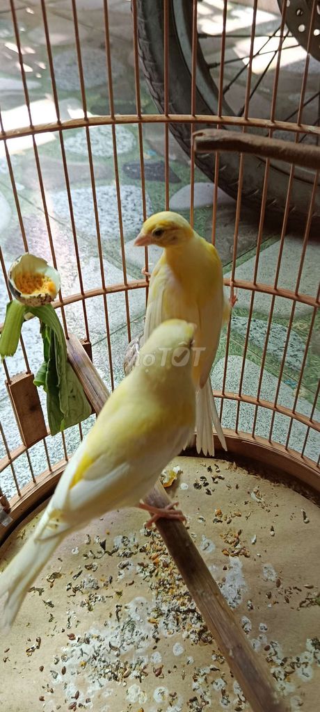 cặp yến tơ như hình. Mua bán Chim tại Quận 12 Tp Hồ Chí Minh được đăng bởi Trâm Nguyên Hoang hình 1