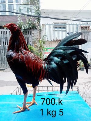 1 kg 5 tơ zin ae hợp lh mình nhé ae. Mua bán Gà tại Quận Gò Vấp Tp Hồ Chí Minh được đăng bởi nam gà tre 