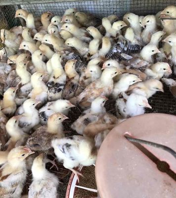 Gà ta giống 3-4 tuần tuổi Đnai. Mua bán Gà tại Thành phố Long Khánh Đồng Nai được đăng bởi NGUYEN THIEN