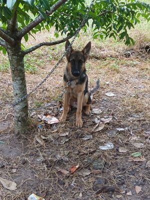 Chó Becgie Đức 4 tháng tuổi Đực đã tiêm phòng