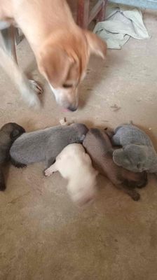 ai cần thì liên hệ mình nhé ưu tiên bắt bầy. Mua bán Chó tại Huyện Mỏ Cày Bắc Bến Tre được đăng bởi Phạm Hoàng Nghĩa 