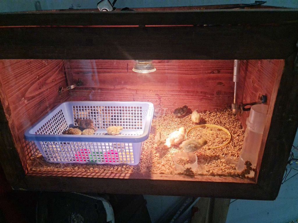 Bán gà rutin 1 tháng tuổi 2 tháng 1. Mua bán Gà tại Quận Bình Thạnh Tp Hồ Chí Minh được đăng bởi nguyễn danh hình 3