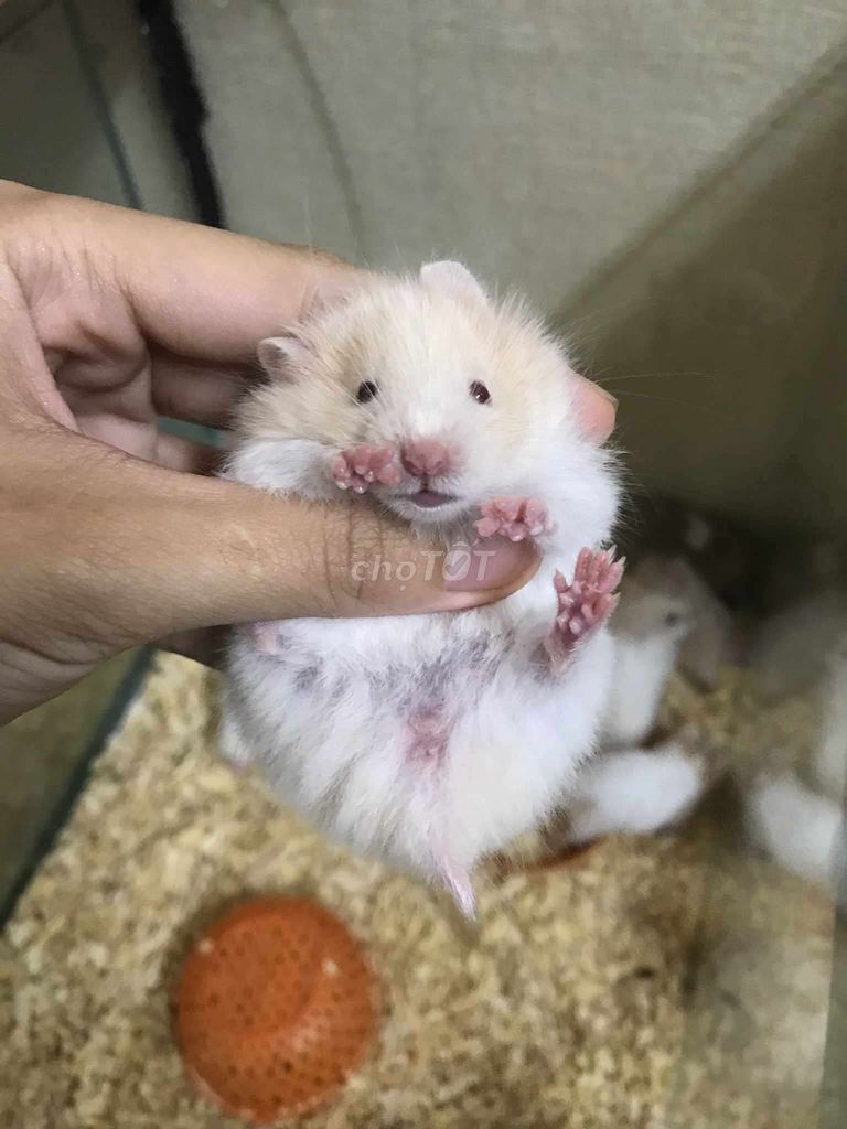 Bear xù lai Baby màu trắng mơ. Mua bán Thú cưng khác tại Quận Bình Tân Tp Hồ Chí Minh được đăng bởi Ở trọ bày đặt bán chụtt hình 1