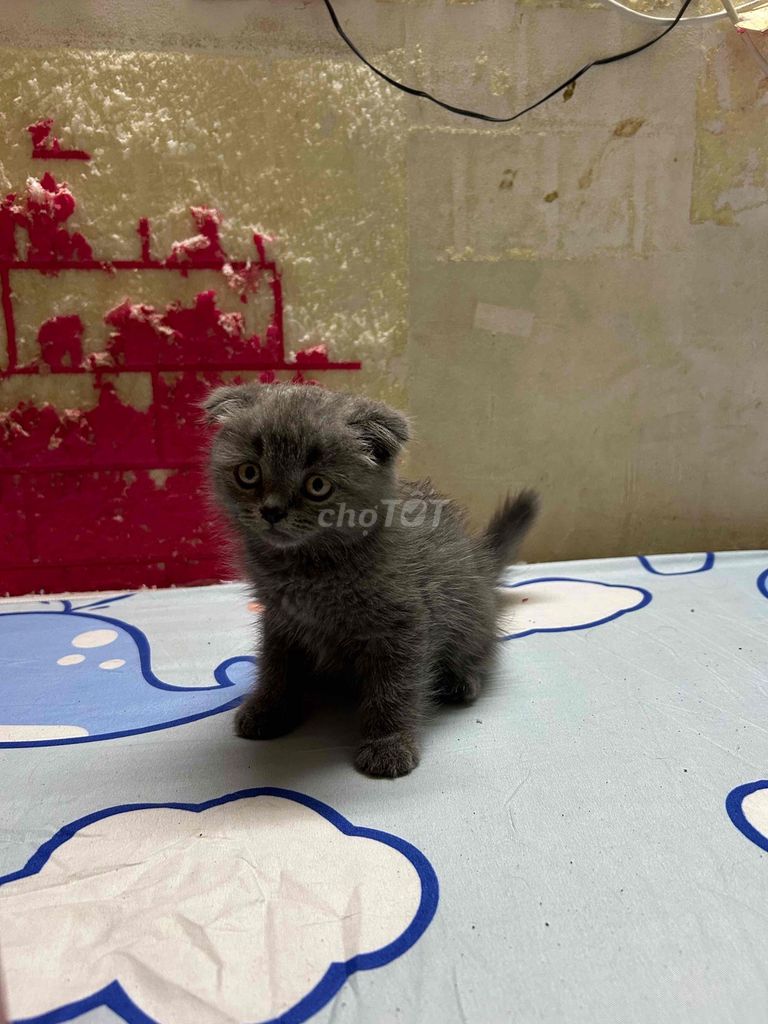 Mèo Anh lông ngắn 2 tháng Xám. Mua bán Mèo tại Quận 8 Tp Hồ Chí Minh được đăng bởi Hong Trâm hình 1