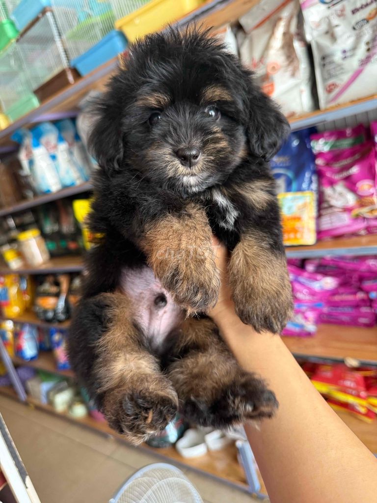 Bầy cún Poodle F1 siêu cute. Mua bán Chó tại Thành phố Buôn Ma Thuột Đắk Lắk được đăng bởi Khoa hình 5