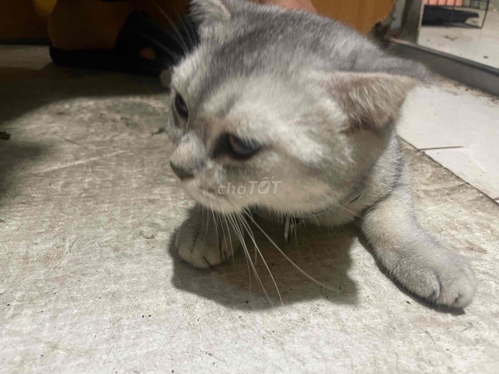 Mèo cái màu Xám. Mua bán Mèo tại Thị xã Bến Cát Bình Dương được đăng bởi Trường hình 1