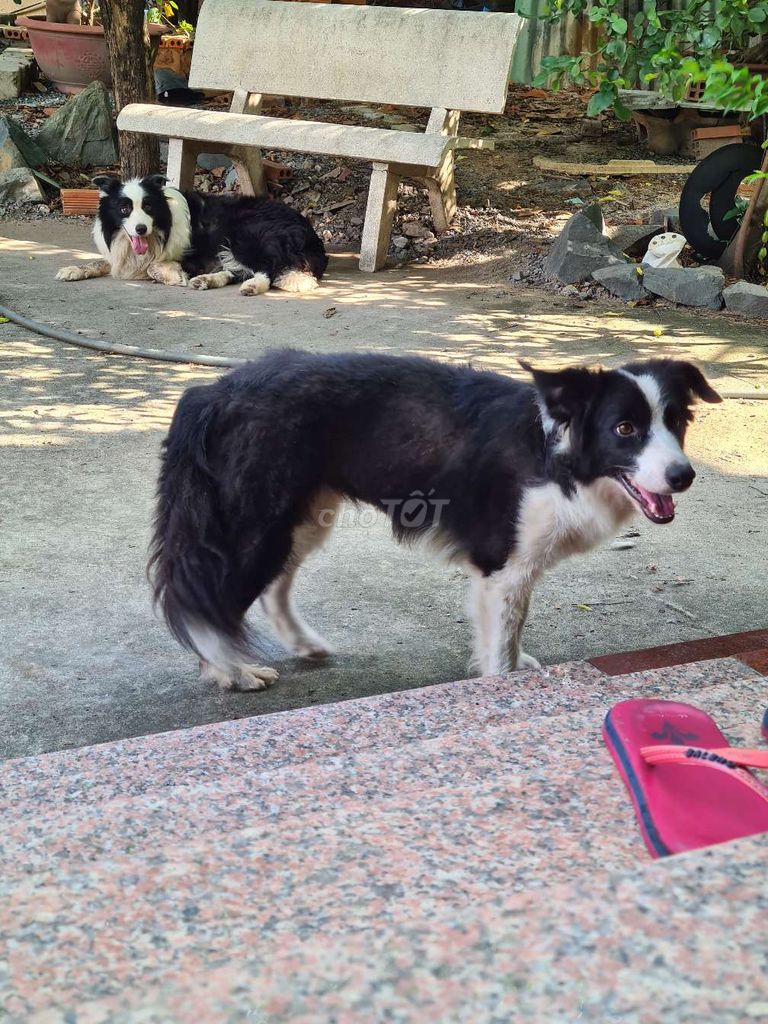 Thanh lý chó chăn cừu trưởng thành - Border Collie