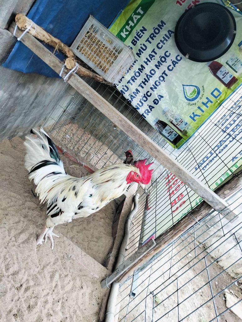 Gà Trắng đốm đen 3.3kg. Mua bán Gà tại Huyện Bình Chánh Tp Hồ Chí Minh được đăng bởi Phát hình 1