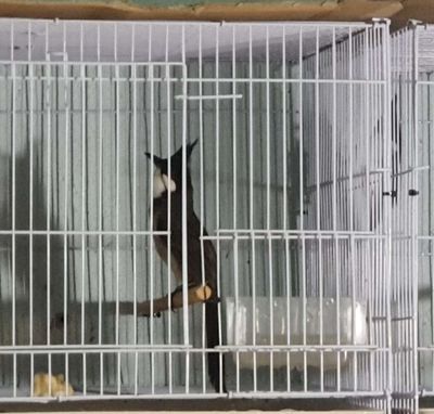 Bổi Đấu 1 Tháng Lồng Gốc Bình Điền Huế. Mua bán Chim tại Thành phố Thủ Đức Tp Hồ Chí Minh được đăng bởi Hoàng Thịnh