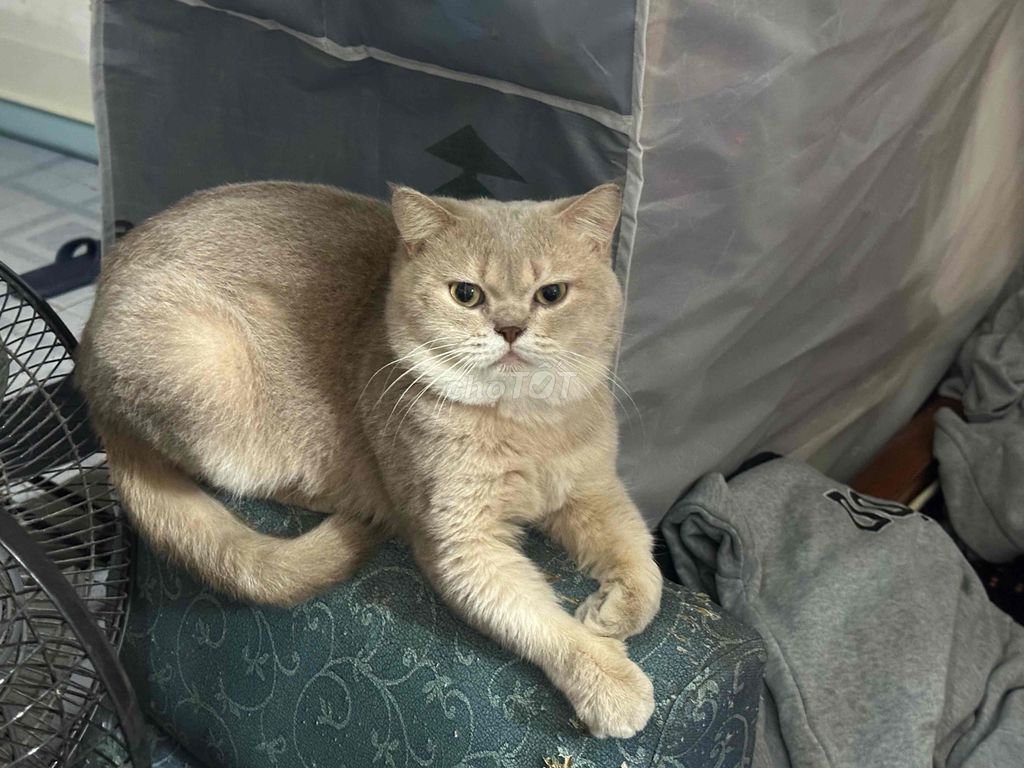 Mèo Vàng kem 1 năm 7 tháng. Mua bán Mèo tại Quận Đống Đa Hà Nội được đăng bởi Trần Tuấn Tài hình 1