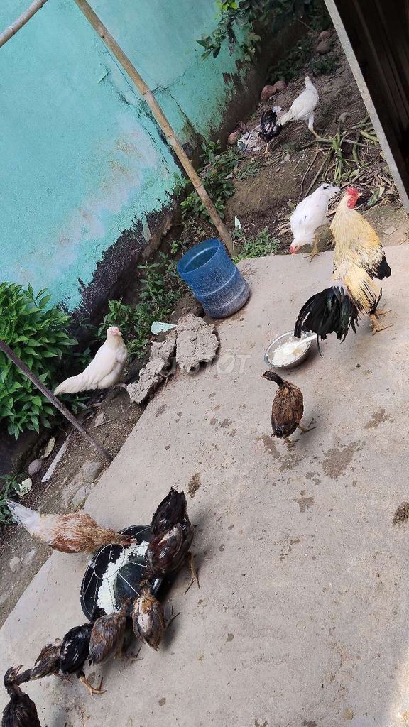 Gà mái nòi 1kg2 trở lên ( Mua ). Mua bán Gà tại Huyện Phong Điền Cần Thơ được đăng bởi Võ Tuấn Đạt hình 1