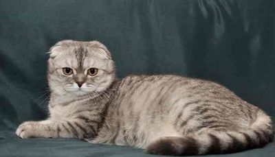 Mèo tai cụt Scottish Fold. Đáng yêu giá rẻ uy tín. Mua bán Mèo tại Thành phố Thủ Đức Tp Hồ Chí Minh được đăng bởi Vũ Phượng