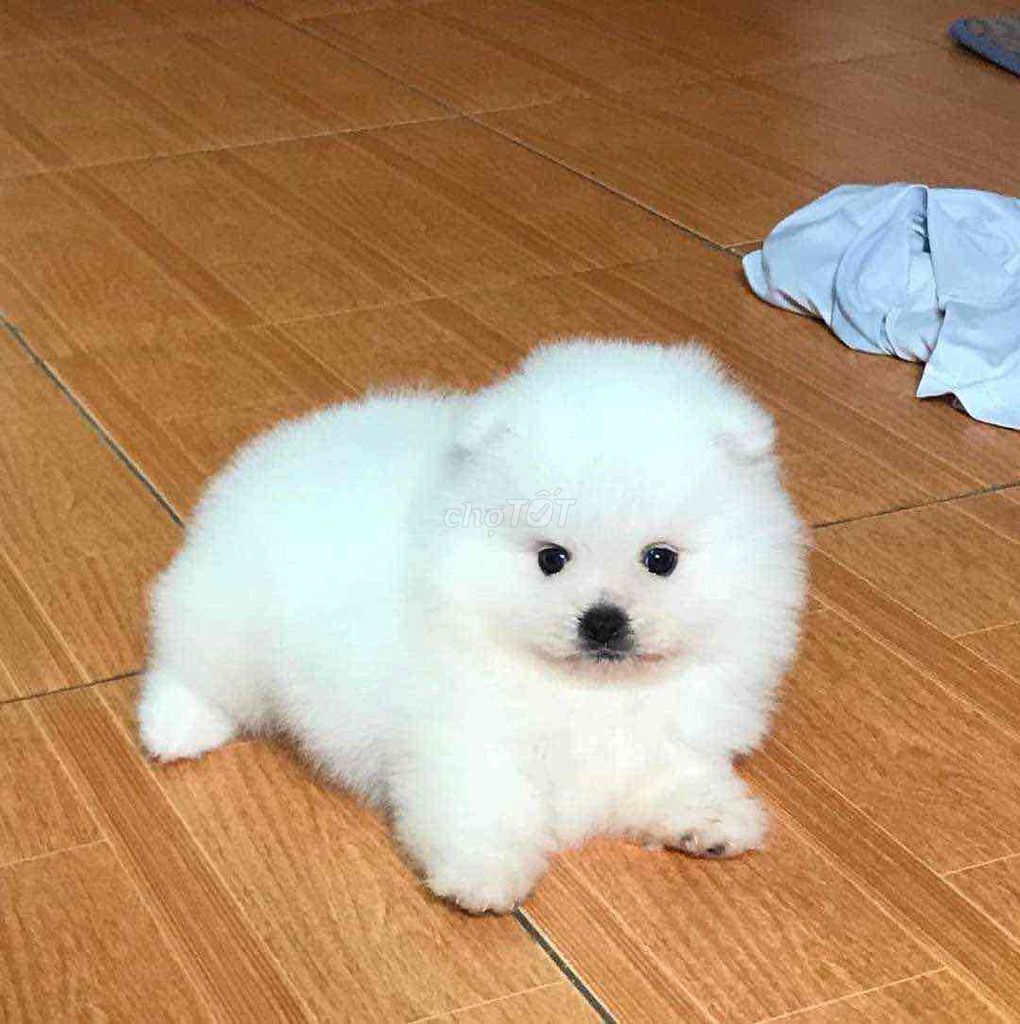 Chó Phốc sóc Mini cục bông di động. Mua bán Chó tại Quận Bình Tân Tp Hồ Chí Minh được đăng bởi THIỆN NHÂN PETSHOP hình 1