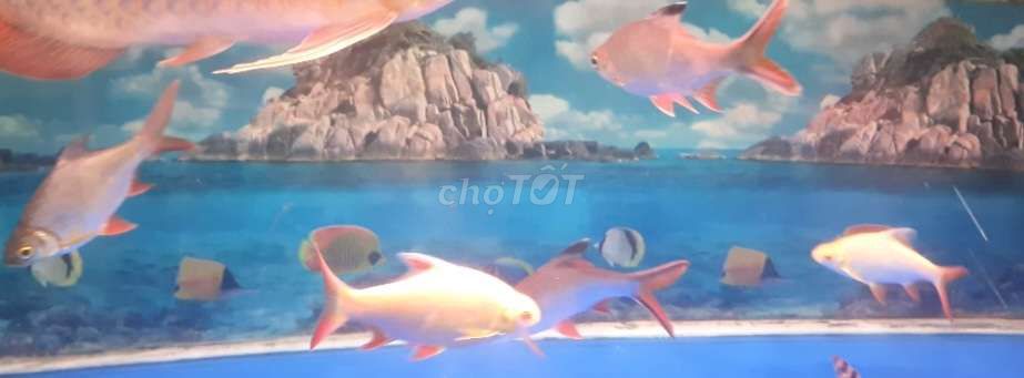 5 con cá kim sơn  ai có cá gì giao lưư