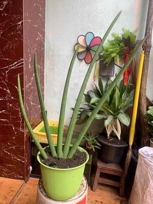 cây ngà voi. Mua bán Cây cảnh, đồ trang trí tại Quận Tân Phú Tp Hồ Chí Minh được đăng bởi nhân