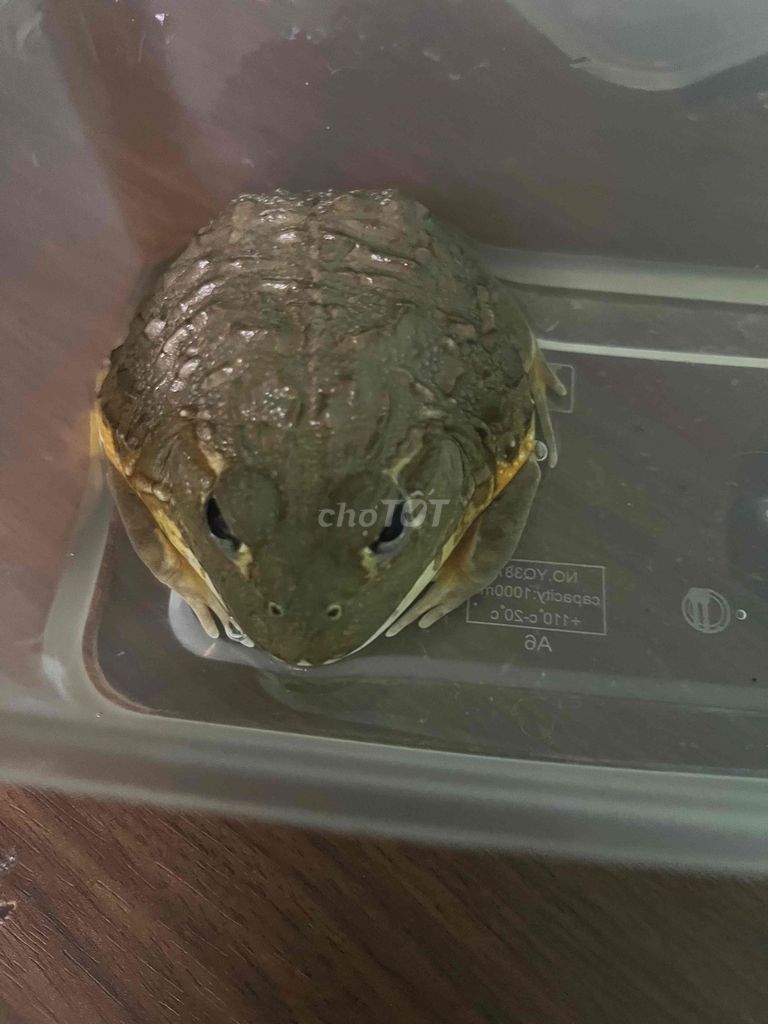 Ếch Bull Frog Đực. Mua bán Thú cưng khác tại Thành phố Vĩnh Long Vĩnh Long được đăng bởi Tên chưa cung cấp hình 1