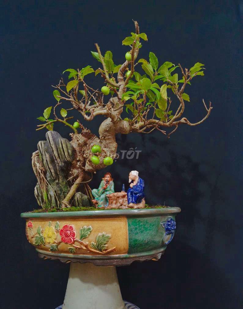 Cây Sung bonsai đang có trái cao 60cm