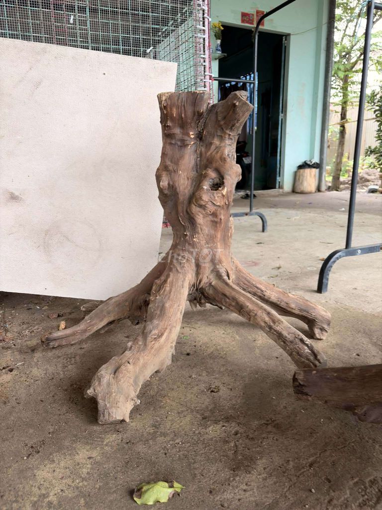 Gỗ lũa Nhất trụ thả hồ. Mua bán Cây cảnh, đồ trang trí tại Huyện Bình Chánh Tp Hồ Chí Minh được đăng bởi Bảo Quân hình 1