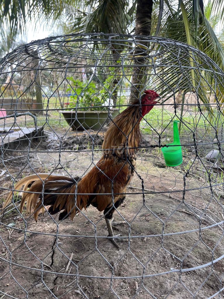 Gà chọi Nâu 2.5kg Đực. Mua bán Gà tại Huyện Tân Hiệp Kiên Giang được đăng bởi Huy  hình 1