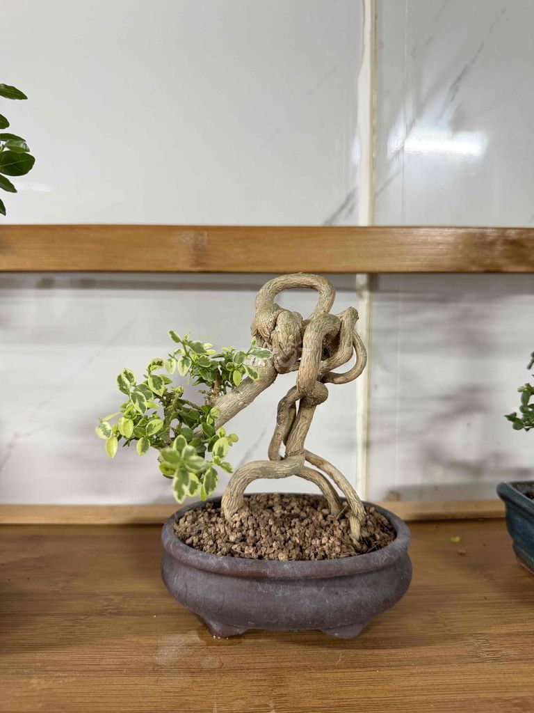 Cây cảnh Sam hương Cẩm thạch Indo. Mua bán Cây cảnh, đồ trang trí tại Thị xã Phú Mỹ Bà Rịa - Vũng Tàu được đăng bởi Bonsai Mini hình 1