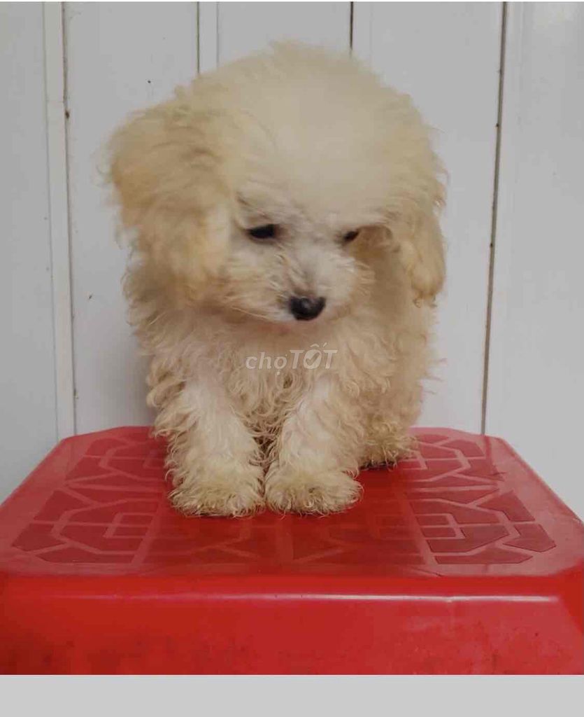 Chó Poodle đực 3 tháng. Mua bán Chó tại Quận Bình Tân Tp Hồ Chí Minh được đăng bởi Tân hình 1