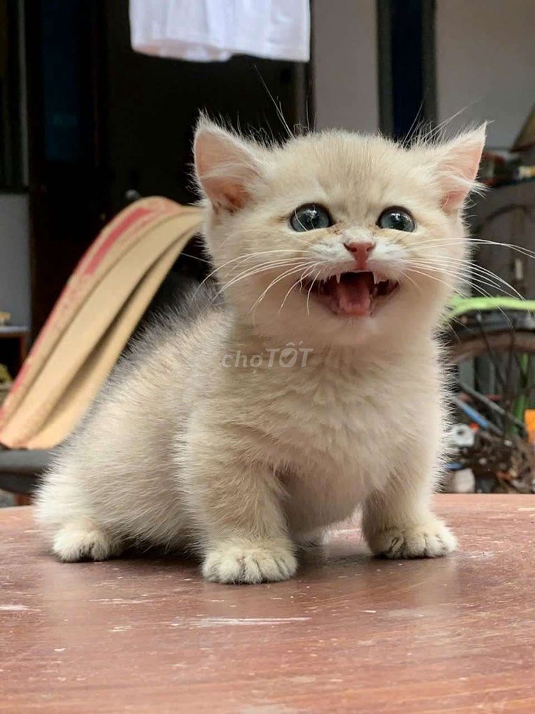 Mèo Munchkin AY11 GIRL. Mua bán Mèo tại Quận Thanh Khê Đà Nẵng được đăng bởi Tiên Tiên hình 1