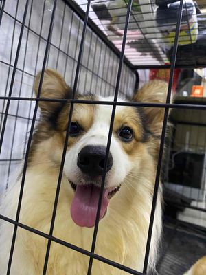 TÌM CHỦ MỚI CHO BÉ CHÓ  CORGI ĐỰC 10 tháng tuổi. Mua bán Chó tại Quận Bình Thạnh Tp Hồ Chí Minh được đăng bởi Kim Mai