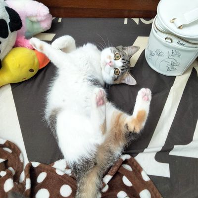 Mèo anh lông ngắn. Mua bán Mèo tại Quận Cầu Giấy Hà Nội được đăng bởi Thủy Nguyễn