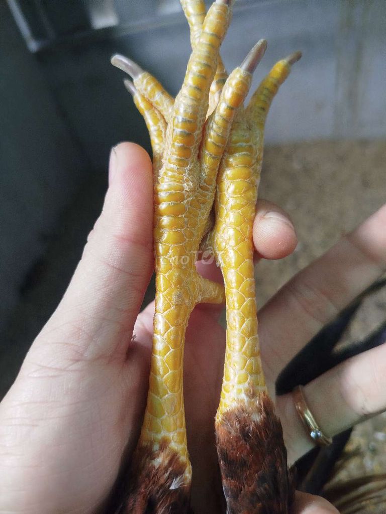 Gà tre khéc mỹ Sweater. Mua bán Gà tại Huyện Chợ Mới An Giang được đăng bởi CH Thú Y Hồng Đạt hình 4