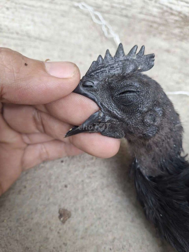 Gà Indo lưỡi đen 6 bé. Mua bán Gà tại Thành phố Thủ Đức Tp Hồ Chí Minh được đăng bởi Gà Cảnh Bình Dương hình 1