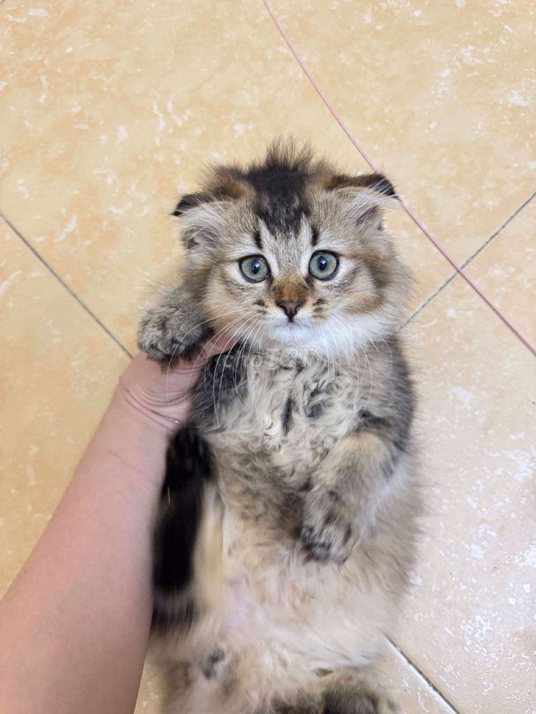 Mèo Anh lông ngắn đực 2 tháng. Mua bán Mèo tại Quận Đống Đa Hà Nội được đăng bởi PhạmHùng  hình 1