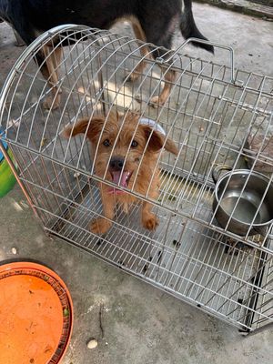 Chó Poodle đực 5 tháng tuổi
