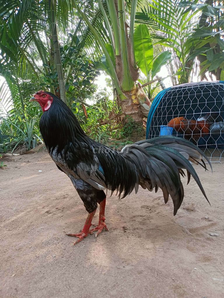 Gà chọi Xám đen Đực chưa xổ. Mua bán Gà tại Huyện Lai Vung Đồng Tháp được đăng bởi tám búa hình 1