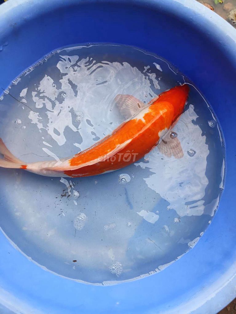 Cá Koi 40-45cm Nhiều màu Khỏe mạnh. Mua bán Thú cưng khác tại Quận Bình Tân Tp Hồ Chí Minh được đăng bởi trân phúc hình 1