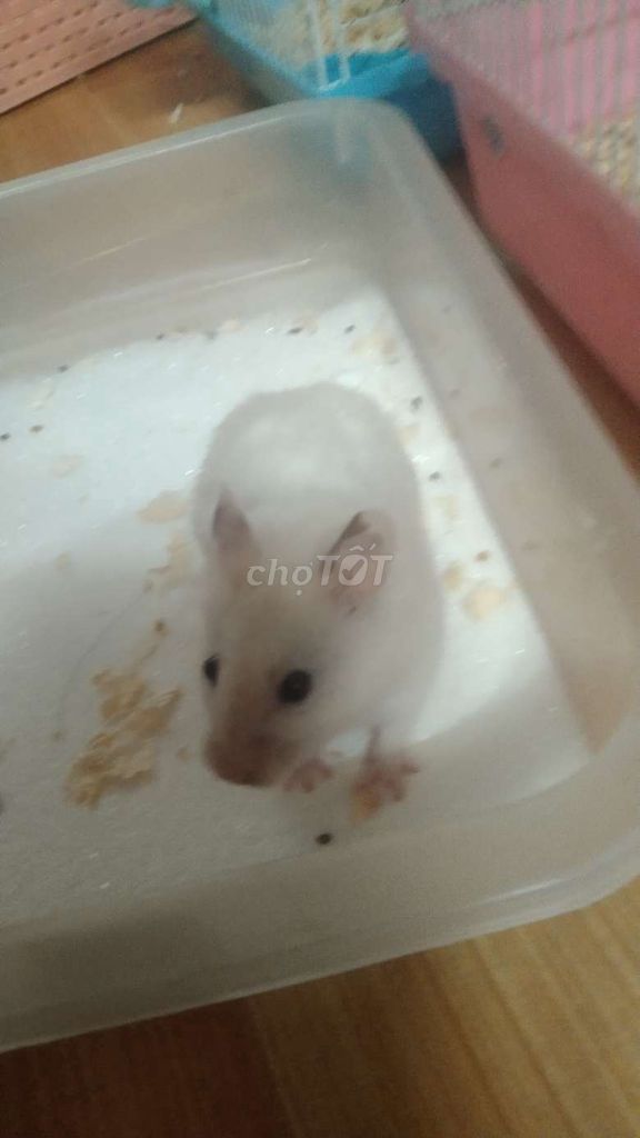 Chuột Hamster lớn màu Trắng. Mua bán Thú cưng khác tại Quận Tân Phú Tp Hồ Chí Minh được đăng bởi Hoàng Gia Ly hình 1