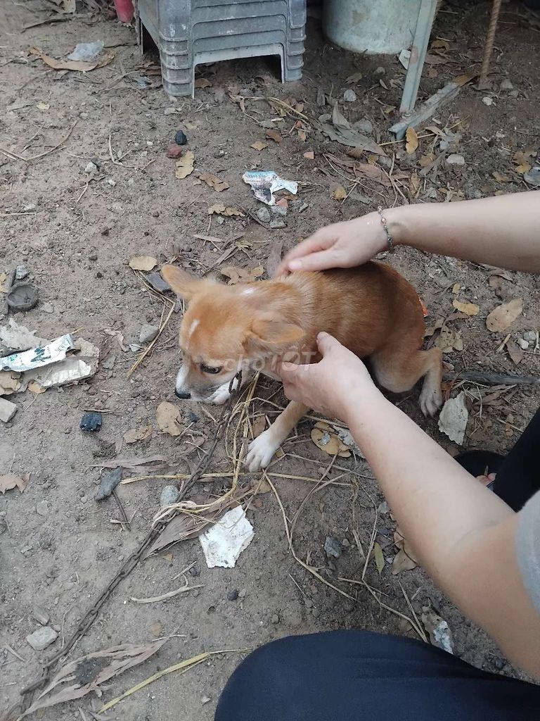 Chó con Nâu đáng yêu. Mua bán Chó tại Thị xã Bến Cát Bình Dương được đăng bởi luu the hoa hình 1