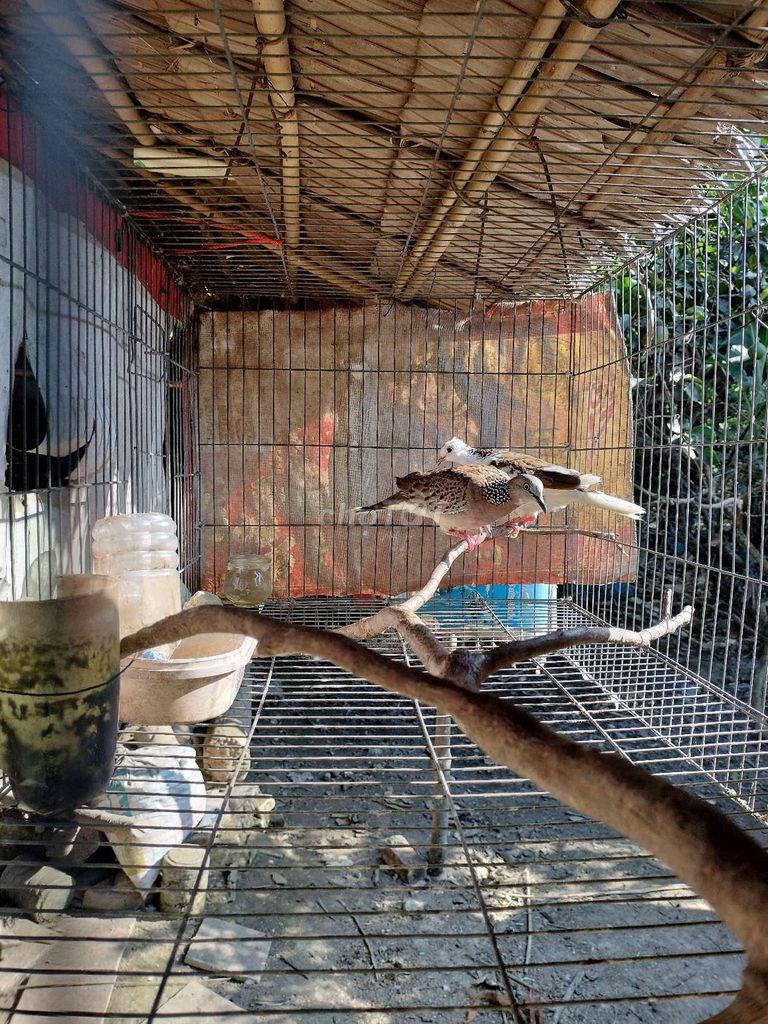 Chim cu gáy Thái cặp đang đẻ. Mua bán Chim tại Huyện Mỏ Cày Bắc Bến Tre được đăng bởi khang hình 1