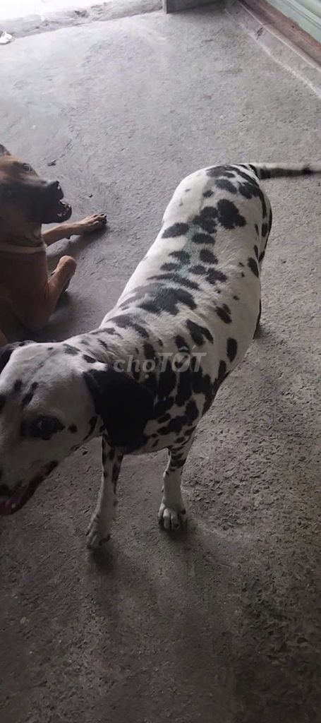 Đốm 2,5tr, pug 2tr, poodle 2tr. Mua bán Chó tại Thị xã Tân Uyên Bình Dương được đăng bởi Trinh Minh Chinh hình 1