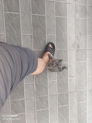 Mèo nhà đẻ cần bán 3 bé.