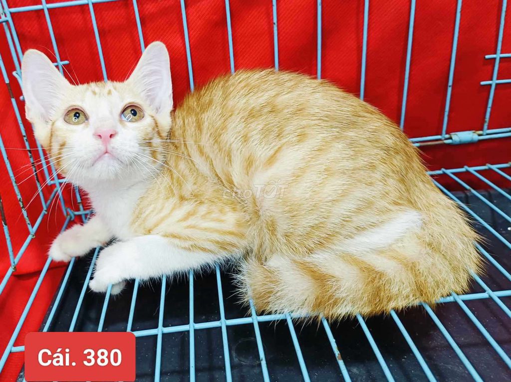 6 Bé Miu 2 tháng Tìm Ba Mẹ Yêu - ĐÃ TIÊM NGỪA. Mua bán Mèo tại Huyện Hóc Môn Tp Hồ Chí Minh được đăng bởi Phạm Đăng Khoa hình 2