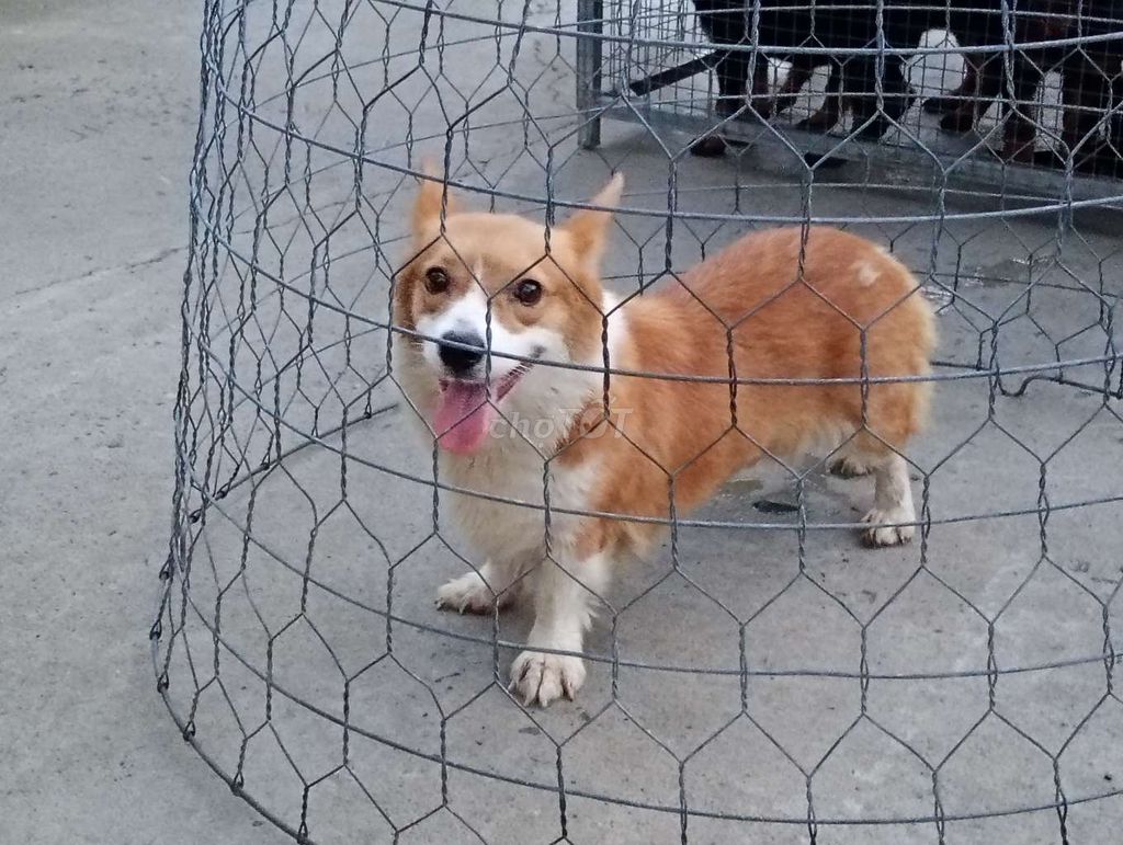 Chó Corgi cái vàng trắng. Mua bán Chó tại Thành phố Thủ Dầu Một Bình Dương được đăng bởi Nhân Rottweiler  hình 1