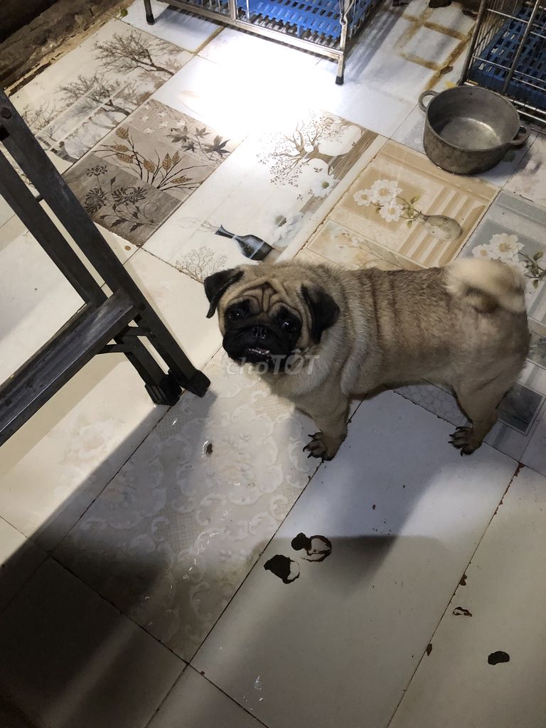 Bán đôi Pug Đực Cái Giá tốt. Mua bán Chó tại Quận Hai Bà Trưng Hà Nội được đăng bởi Phạm minh tuấn hình 3