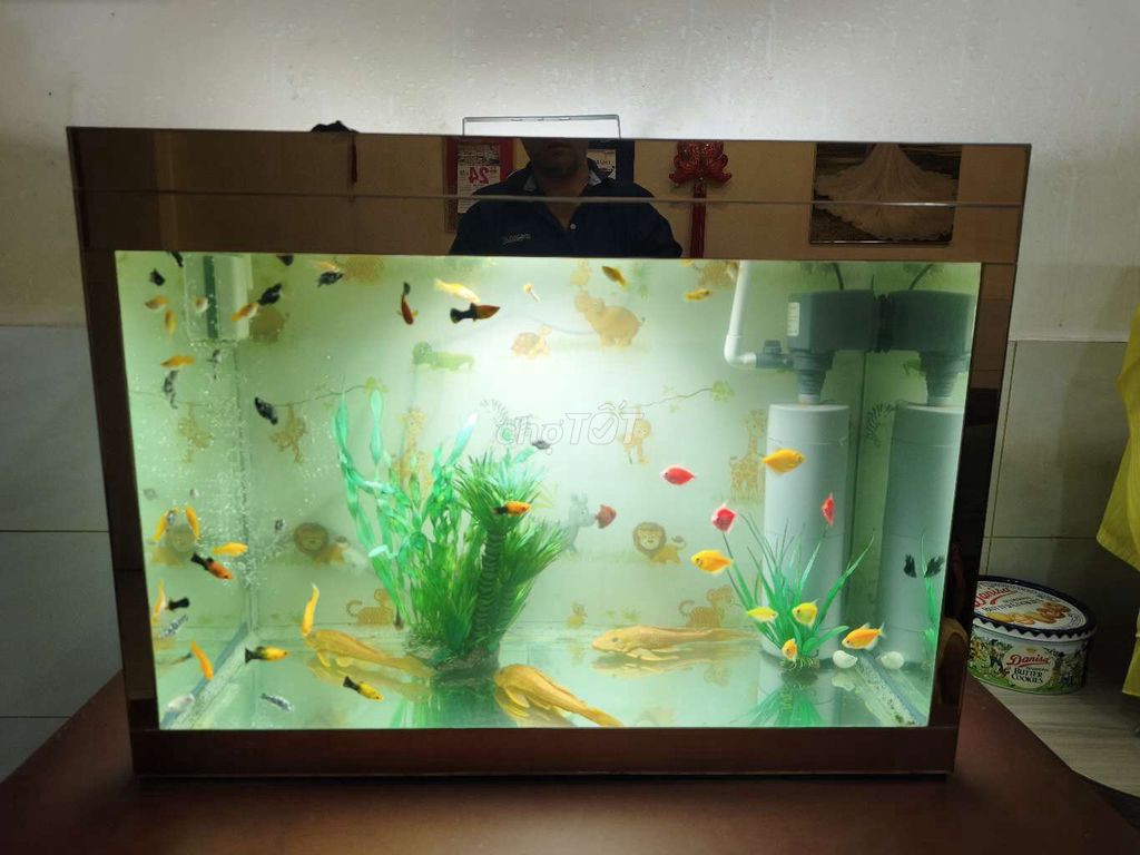 Thanh lý hồ cá cảnh 80x40x70cm kính 10 ly. Mua bán Phụ kiện, Thức ăn, Dịch vụ tại Quận 6 Tp Hồ Chí Minh được đăng bởi Từ Thuận hình 1