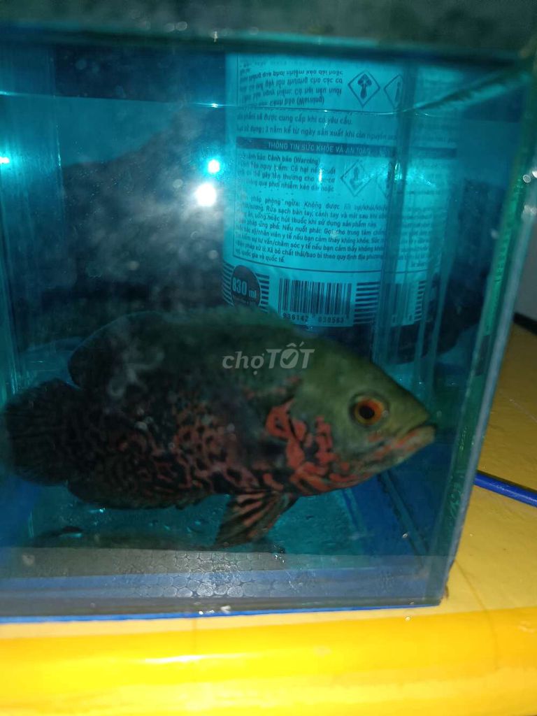 Cá Tai Tượng cảnh. Mua bán Thú cưng khác tại Thành phố Thủ Đức Tp Hồ Chí Minh được đăng bởi Bằng hình 1