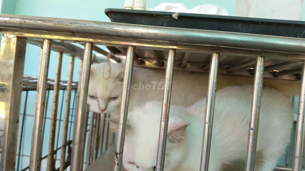 Mèo Anh Lông Ngắn Đực Cái Trắng. Mua bán Mèo tại Huyện Trà Ôn Vĩnh Long được đăng bởi PTT hình 1