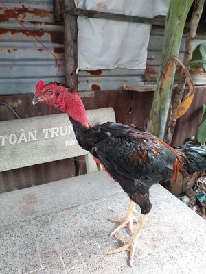 Gà Đòn 2kg9. Mua bán Gà tại Huyện Bình Chánh Tp Hồ Chí Minh được đăng bởi quách đình thoại