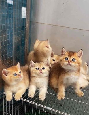 Mèo golden 2 tháng tuổi