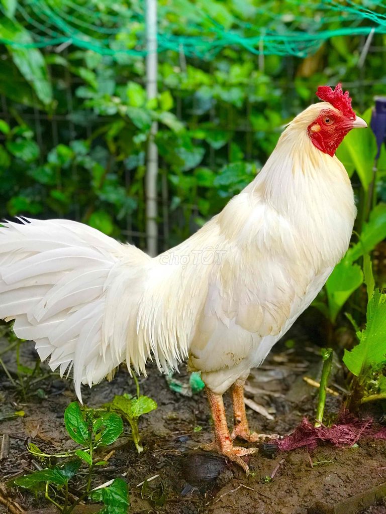2kg7 tay tốt lông mới. Mua bán Gà tại Huyện Châu Thành Trà Vinh được đăng bởi Tho hình 1