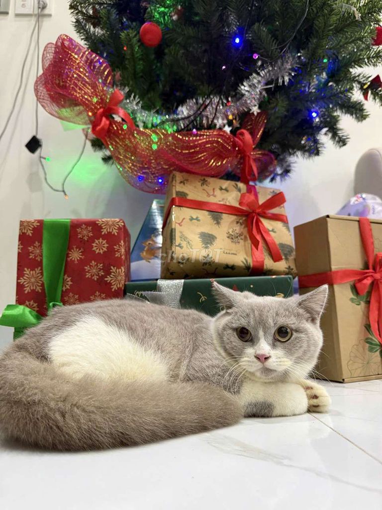 Mèo ALN bililac bi xám xanh 5 tháng tuổi, đực. Mua bán Mèo tại Quận 12 Tp Hồ Chí Minh được đăng bởi Phuoc Hieu hình 1